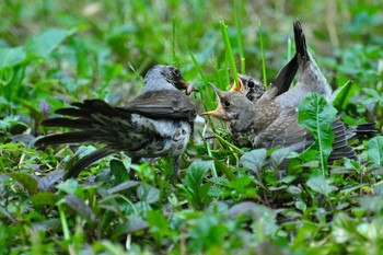 Bon Appetit! / ***