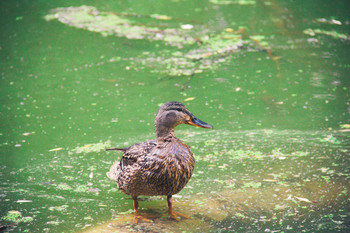 Duck / ***