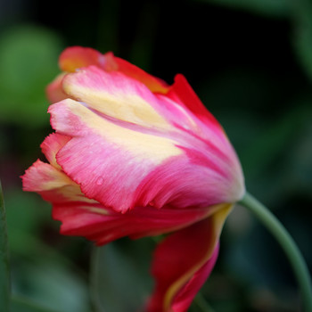 Tulip / ***