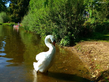 Swan / ***