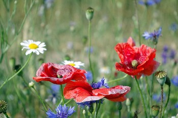 Poppies / ***
