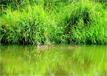 Along the shore / ***