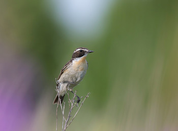 Whinchat / .....