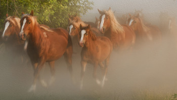 Herd / ***
