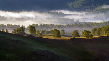 In the embrace of the fog / ***