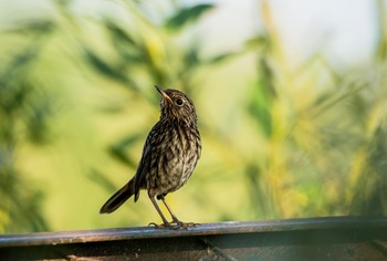 Young Bluethroat / ***