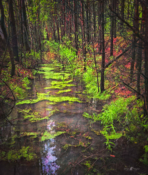 After the rain / ***