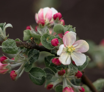 Apple blossom / ...