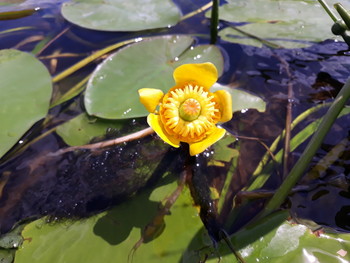 Solar Flower / ***