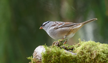 White-crowned sparrow / ***