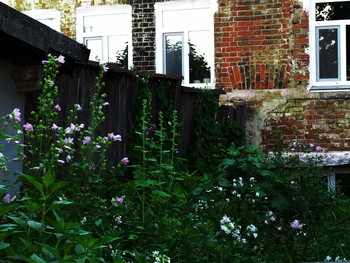 Backyard / 2015-07-08-274-C0-082(82)+S