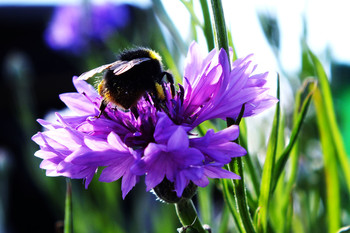 cornflower / ***