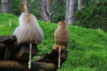 &nbsp; / ...............