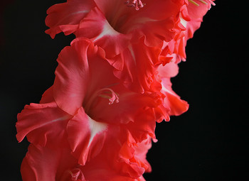 Gladiolus / ***