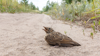 encounter on the road / ***