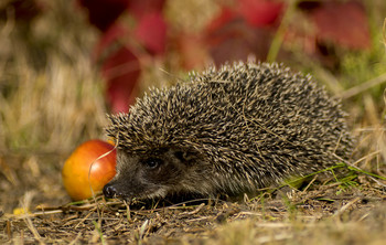 Hedgehog / ***