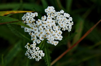 City Flowers / Timiryazev park, Koptevo neighborhood, Moscow, Russia