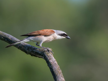 Red-backed shrike / .....