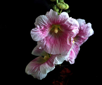 Mallow / ***