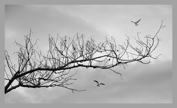 fly / ***