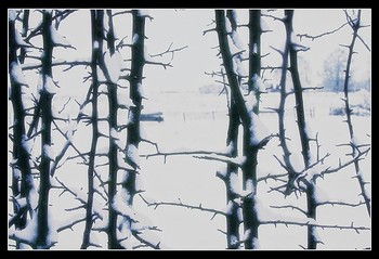 &nbsp; / 2007