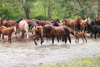 At the watering / ***