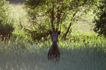 Pashkevich68 / Pashkevich68