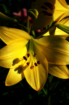 Lilies / ***