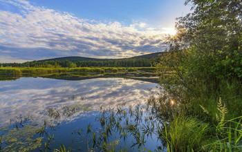 Summer landscape / ***