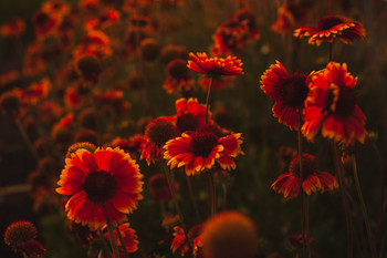 Sunset / [img]https://i.imgur.com/JjtCC3C.jpg[/img]
[img]https://i.imgur.com/fnE9zg3.jpg[/img]
