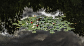 Before the storm / ***