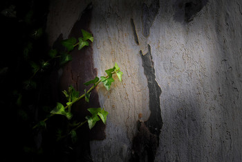 Embrace / ***