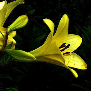 Lilies / ***