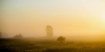 Foggy morning / ***