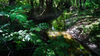 Forest River / ***