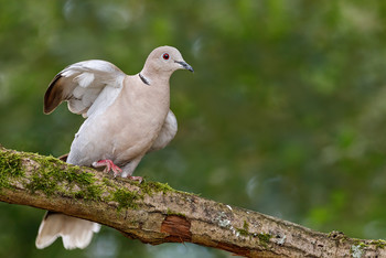 &nbsp; / Hin und wieder sehe ich bei uns eine der hübschen Trauben, die musste ich fotografieren.