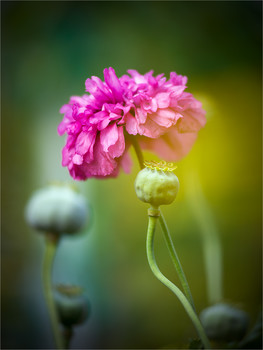 Poppies / ***