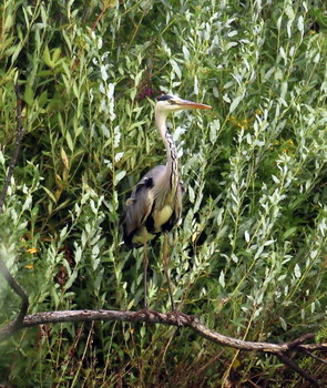 Heron / ***