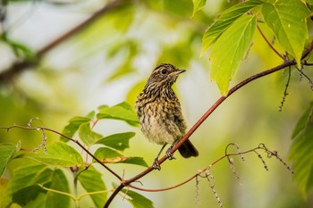 Young Bluethroat / ***