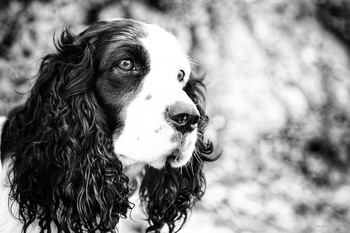 Gajana / Russischer Spaniel