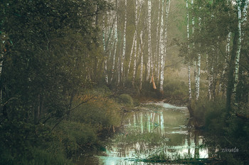 Tranquil wood / ***