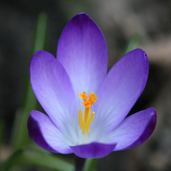 Macro / ~~~