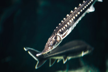 underwater / ***
