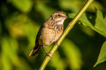 Young Bluethroat / ***