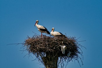 family / ***