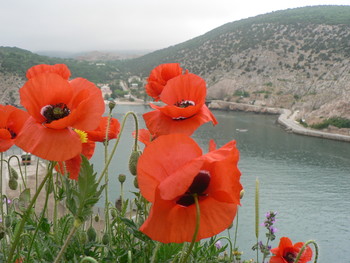 Red poppies / ***
