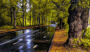 After the rain / ***