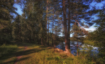 In forest / ***