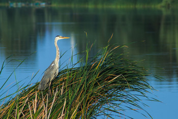 Morning on the lake / ***