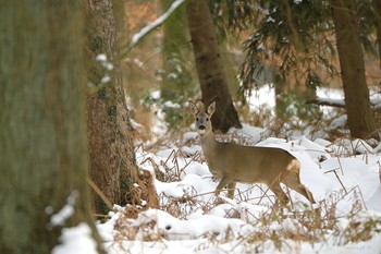 Roe / ***